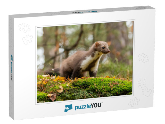 European Pine Marten Marten Searching for Food... Jigsaw Puzzle