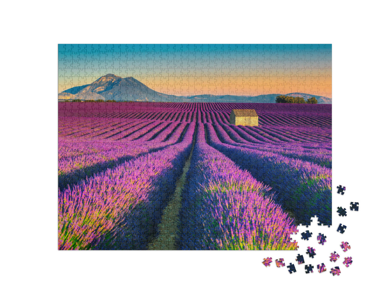 Majestic Colorful Lavender Fields Near Valensole Touristi... Jigsaw Puzzle with 1000 pieces