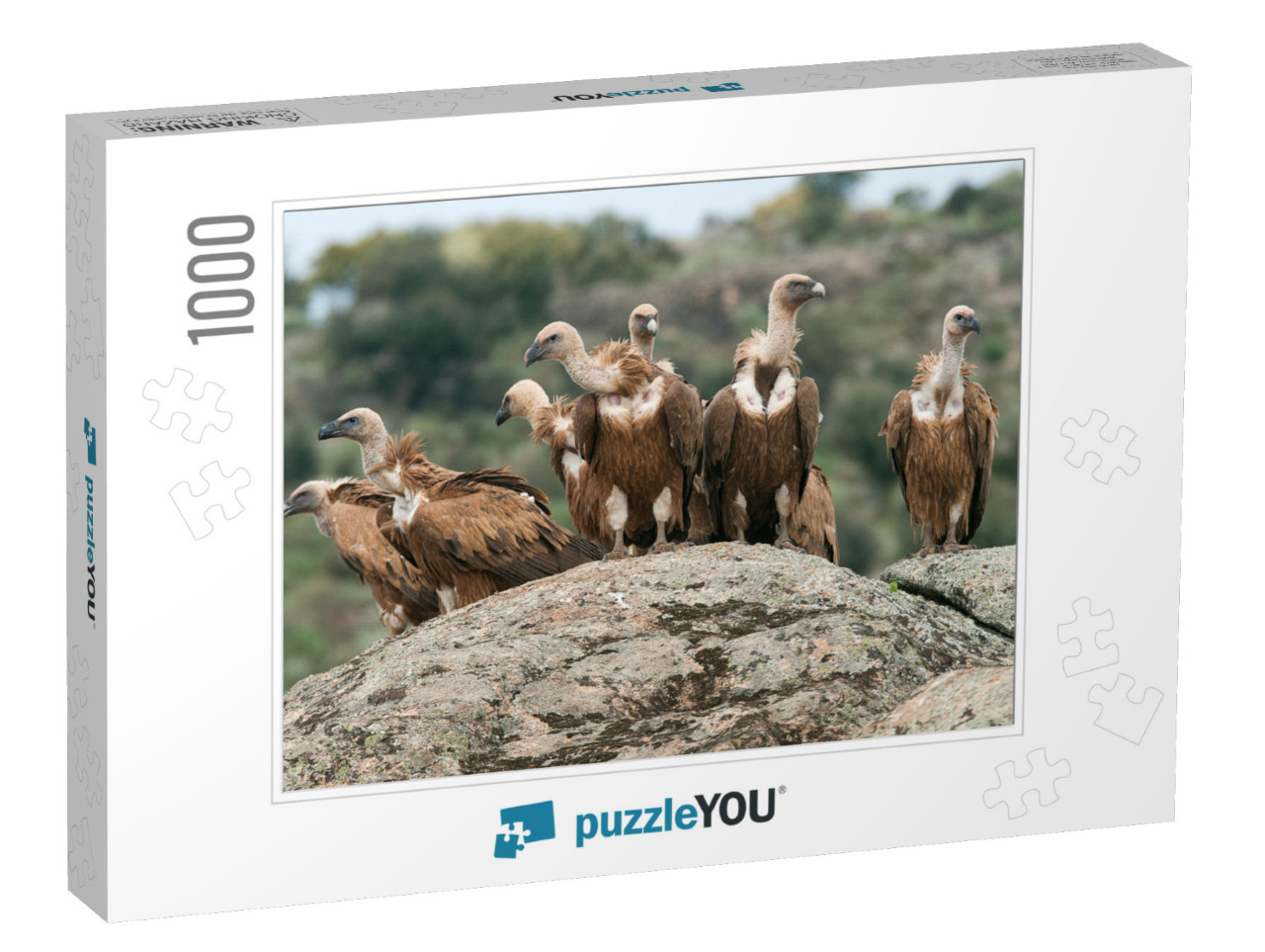 Griffon Vulture Gyps Fulvus Group Perched on Rocks... Jigsaw Puzzle with 1000 pieces