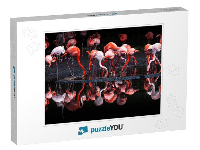 Flamingos or Flamingoes Are a Type of Wading Bird in the... Jigsaw Puzzle