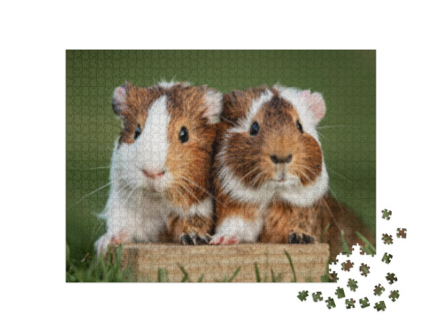 Two Lovely Guinea Pigs on the Lawn in Summer... Jigsaw Puzzle with 1000 pieces