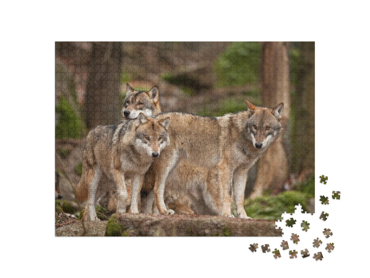 Gray Wolf, Grey Wolf, Canis Lupus... Jigsaw Puzzle with 1000 pieces