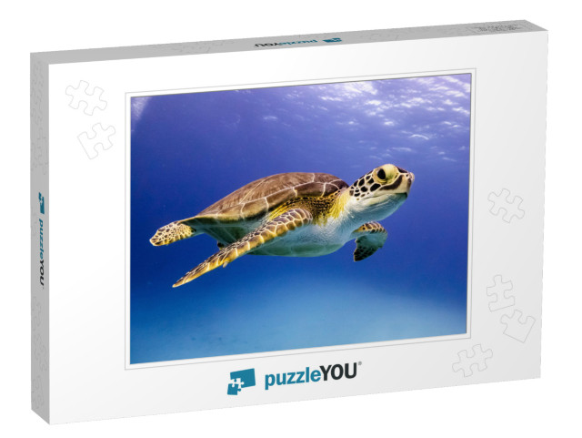 Young Hawksbill Turtle Swimming Along in Nassau, Bahamas... Jigsaw Puzzle