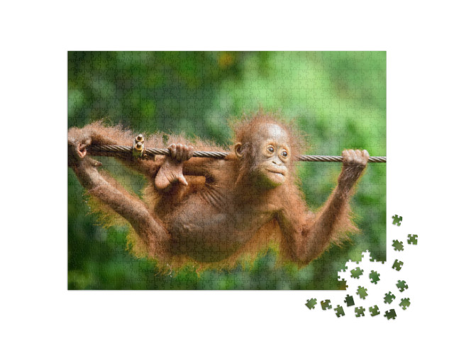 Orangutan Kalimantan - Close Up Details of the Kalimanta... Jigsaw Puzzle with 1000 pieces