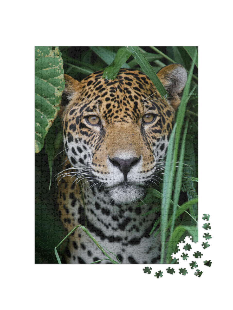 Jaguar in the Amazon Jungle... Jigsaw Puzzle with 1000 pieces