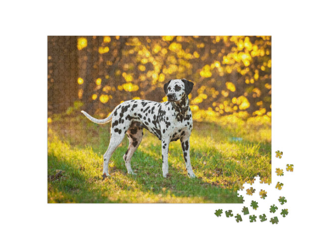 Dalmatian Dog At Sunset... Jigsaw Puzzle with 1000 pieces