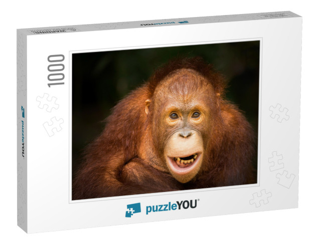 The Orangutan... Jigsaw Puzzle with 1000 pieces