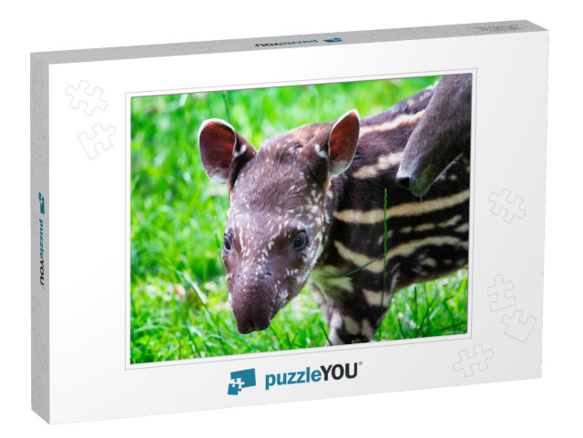 Nine Days Old Baby of the Endangered South American Tapir... Jigsaw Puzzle