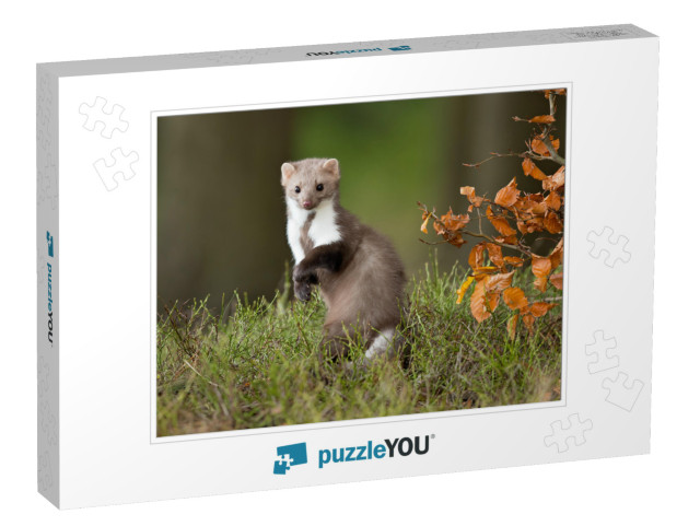 European Pine Marten Martes Martes, Known Most Commonly a... Jigsaw Puzzle