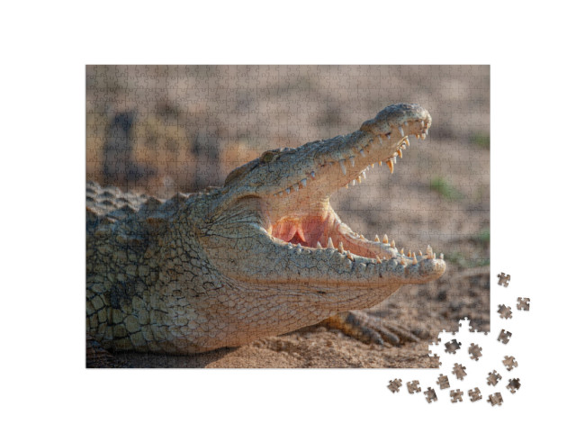 A Nile Crocodile Seen on a Safari in South Africa... Jigsaw Puzzle with 1000 pieces