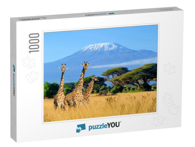 Three Giraffe on Kilimanjaro Mount Background in National... Jigsaw Puzzle with 1000 pieces