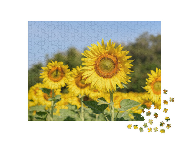 Beautiful Sunflower in Sunflower Field on Summer with Blu... Jigsaw Puzzle with 1000 pieces