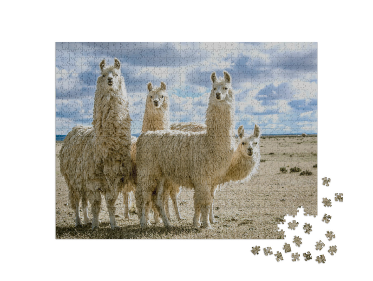 Llamas Group in Their Natural Habitat... Jigsaw Puzzle with 1000 pieces