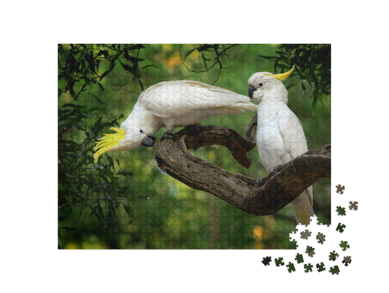 Cacatua Galerita - Sulphur-Crested Cockatoo Sitting on th... Jigsaw Puzzle with 1000 pieces