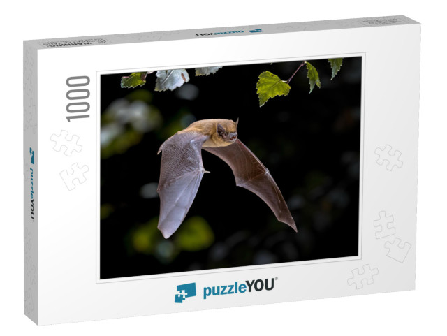 Flying Pipistrelle Bat Pipistrellus Pipistrellus Action S... Jigsaw Puzzle with 1000 pieces