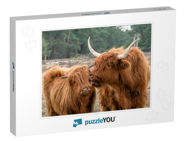 Beautiful Highland Cow Cattle with Calf Bos Taurus Taurus... Jigsaw Puzzle