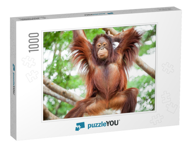 Orangutan Cute... Jigsaw Puzzle with 1000 pieces