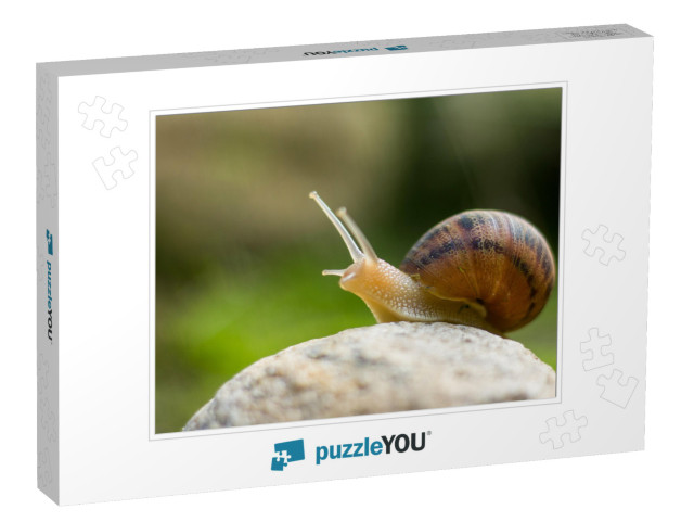 Snail on Rock Reaching Up... Jigsaw Puzzle