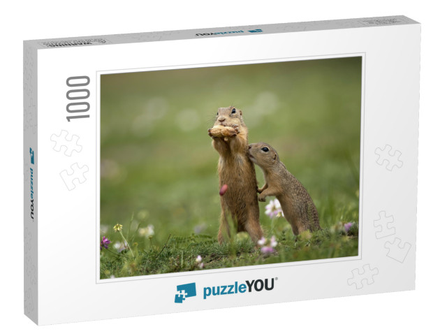 Cute Gopher in Proximity on a Summer Meadow with Grass... Jigsaw Puzzle with 1000 pieces