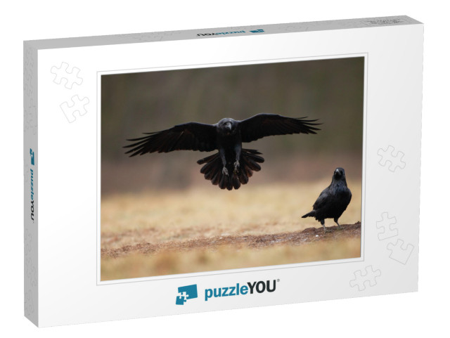 Common Raven, Corvus Corax, Northern Raven... Jigsaw Puzzle