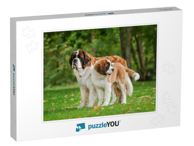 Two Saint Bernard Dogs Standing in the Park... Jigsaw Puzzle