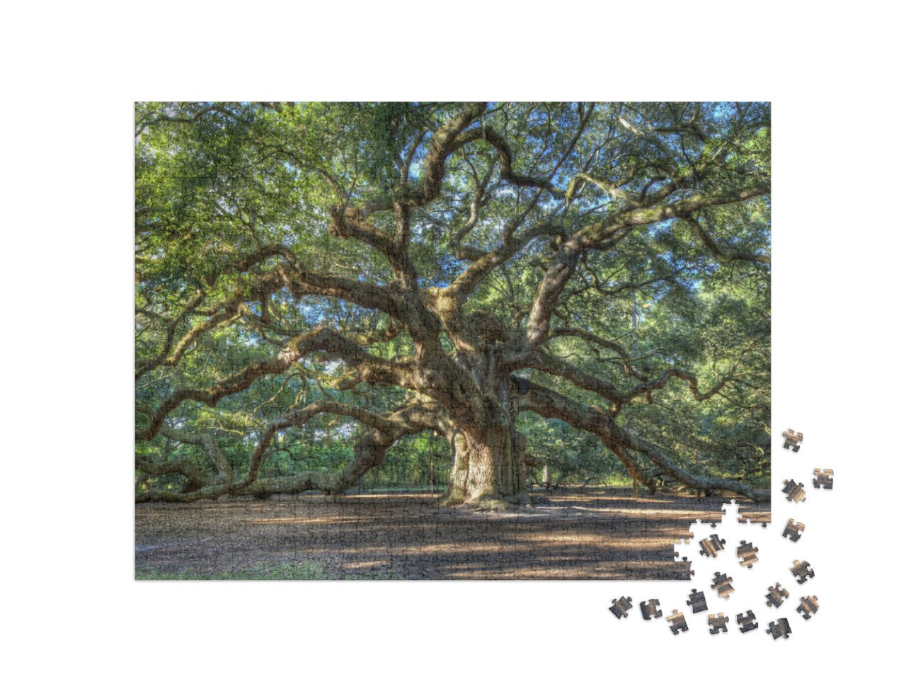 The Magical Angel Oak Tree in Charleston South Carolina... Jigsaw Puzzle with 1000 pieces