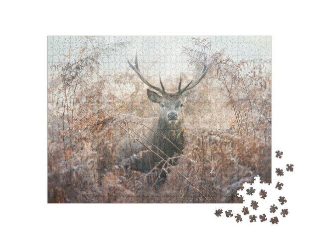 Portrait of a Red Deer Stag in Bracken on a Misty Autumn... Jigsaw Puzzle with 1000 pieces