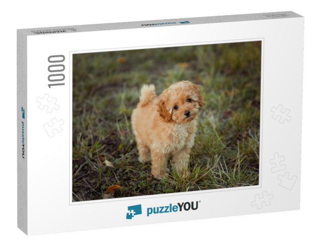 Little Brown Poodle. Small Puppy of Toy Poodle Breed. Cut... Jigsaw Puzzle with 1000 pieces