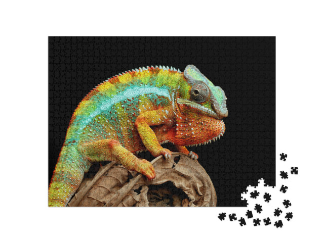 Beautiful of Chameleon Panther, Chameleon Panther on Bran... Jigsaw Puzzle with 1000 pieces