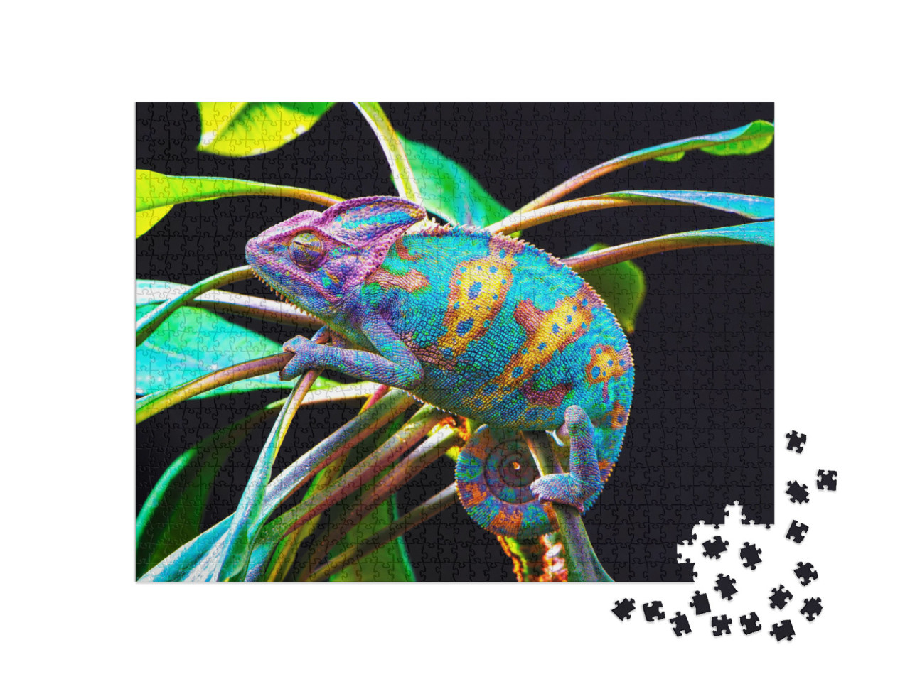 Yemen Chameleon Isolated on Black Large Background. Lizar... Jigsaw Puzzle with 1000 pieces