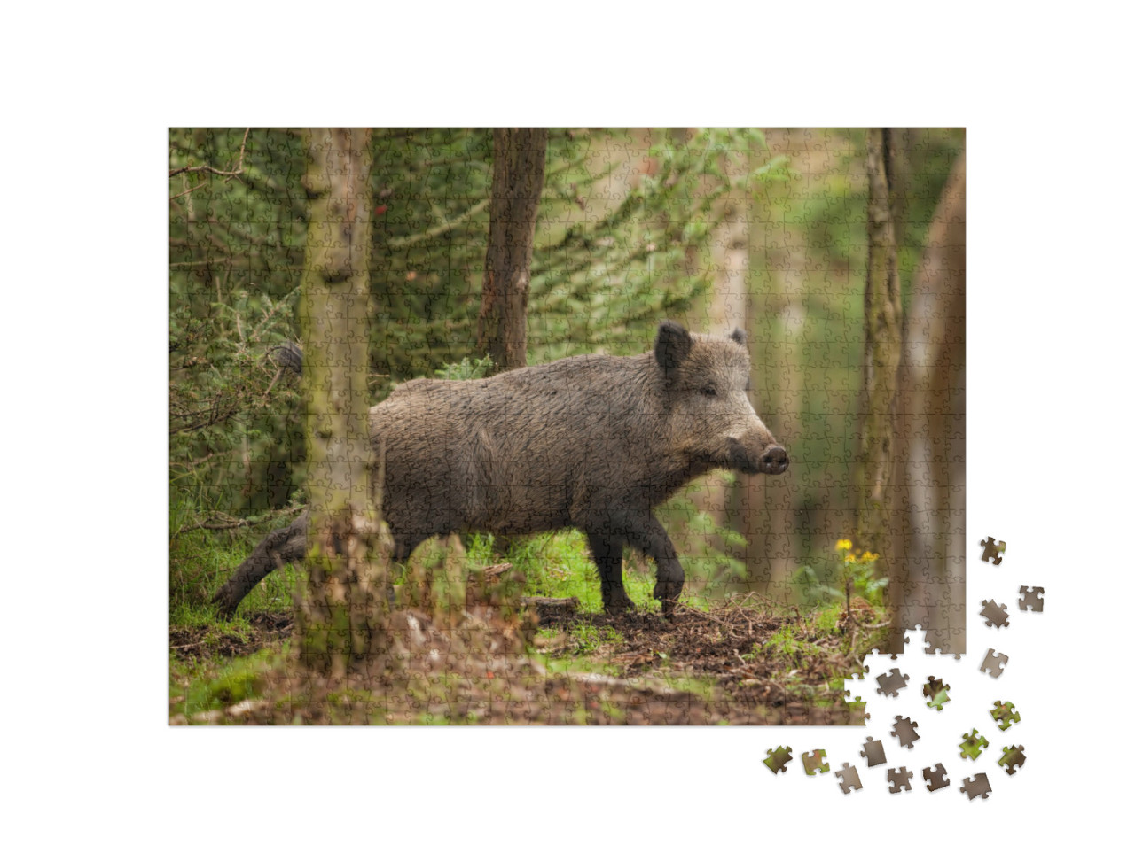 Wild Boar, Sus Scrofa, Czech Republic... Jigsaw Puzzle with 1000 pieces