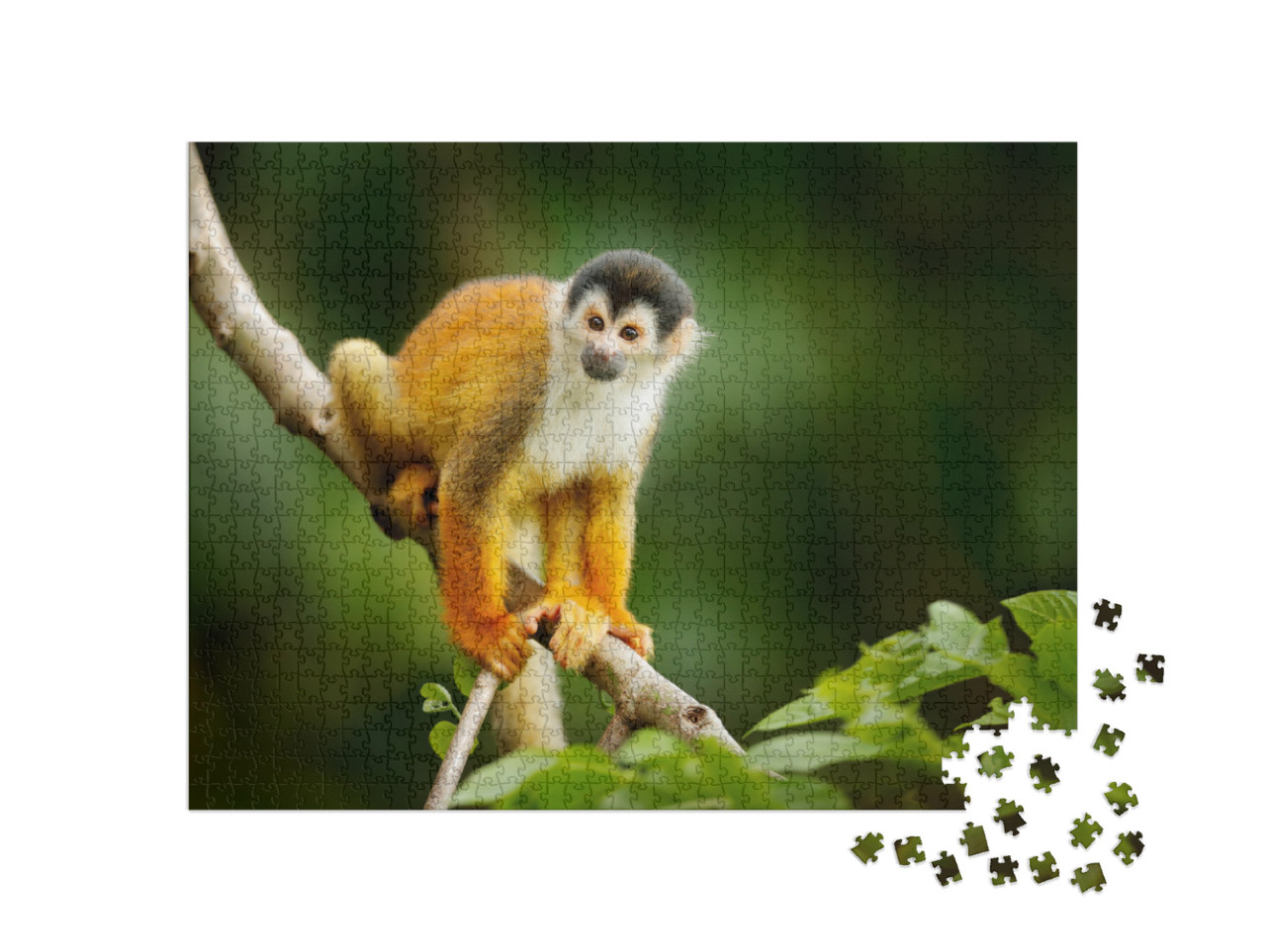 Squirrel Monkey, Saimiri Oerstedii, Sitting on the Tree T... Jigsaw Puzzle with 1000 pieces