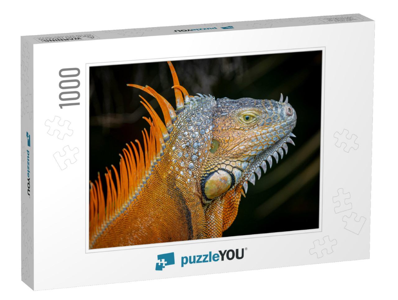 Orange Morph of an Adult Green Iguana Iguana... Jigsaw Puzzle with 1000 pieces