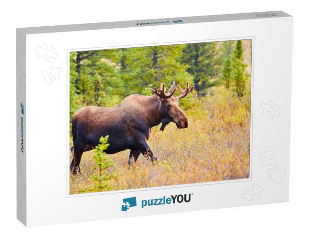 Moose, Denali National Park & Preserve, Alaska, Usa... Jigsaw Puzzle