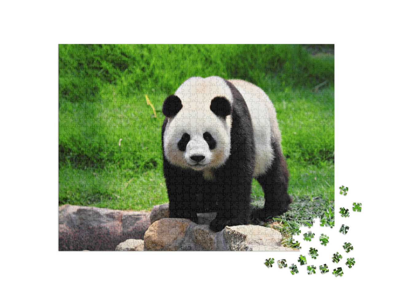 Panda... Jigsaw Puzzle with 1000 pieces