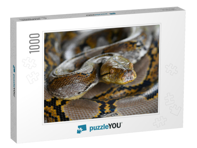 Reticulated Python Snake of Borneo | Python Reticulatus... Jigsaw Puzzle with 1000 pieces