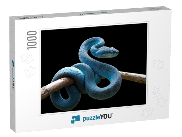 Blue Viper Snake on Branch, Viper Snake, Blue Insularis... Jigsaw Puzzle with 1000 pieces