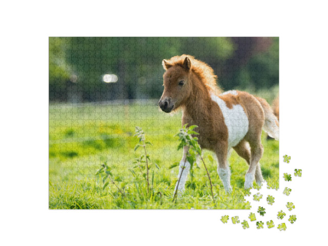 Cute Shetland Foal Walking Through the Meadow, Exploring... Jigsaw Puzzle with 1000 pieces