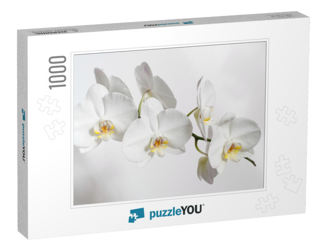 On a White Background White Orchid Flowers... Jigsaw Puzzle with 1000 pieces