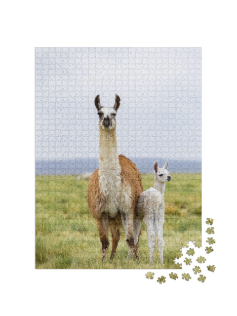 A Llama & Her Baby in the Altiplano in Bolivia... Jigsaw Puzzle with 1000 pieces