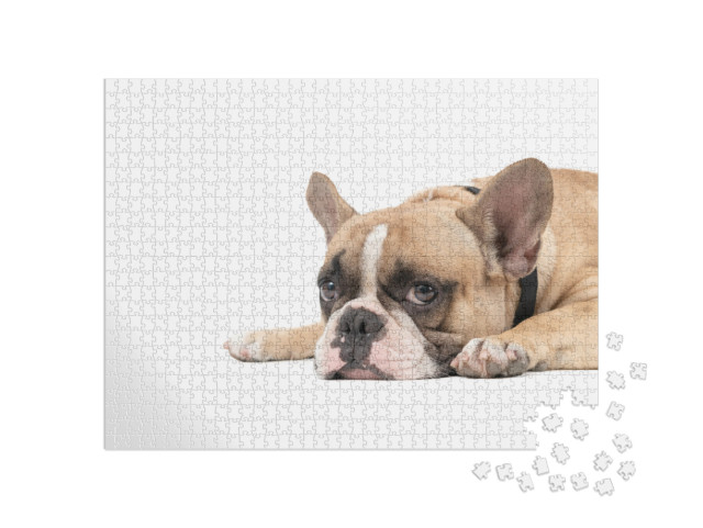 An Anorexic French Bulldog Lying on a White Background, H... Jigsaw Puzzle with 1000 pieces