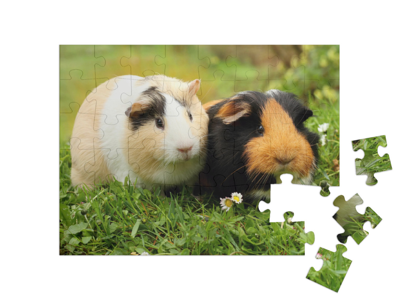 Two Cute Guinea Pigs... Jigsaw Puzzle with 48 pieces