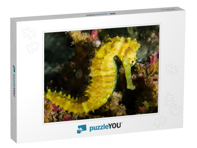 Beautiful Thorny Seahorse on a Coral Reef At Richelieu Ro... Jigsaw Puzzle