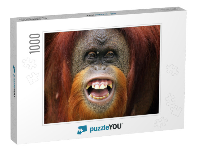 Orangutan Smile, Smile Face of Orangutan Sumatran, Orangu... Jigsaw Puzzle with 1000 pieces