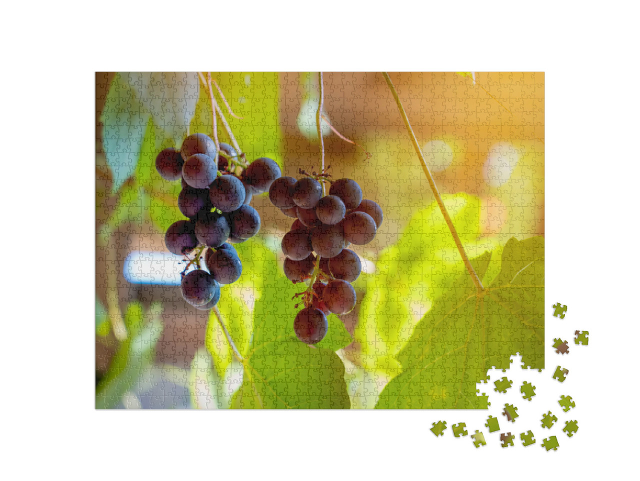 Vineyard. Large Bunches of Ripe Wine Grapes Hang from Old... Jigsaw Puzzle with 1000 pieces