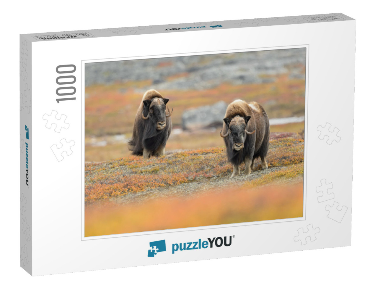 Musk Ox Ovibos Moschatus - Meadow Madness... Jigsaw Puzzle with 1000 pieces