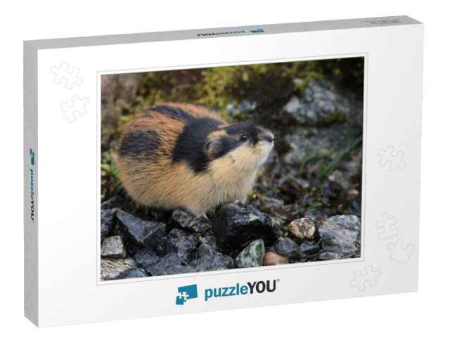 Norwegian Lemming Jotunheimen Norway... Jigsaw Puzzle