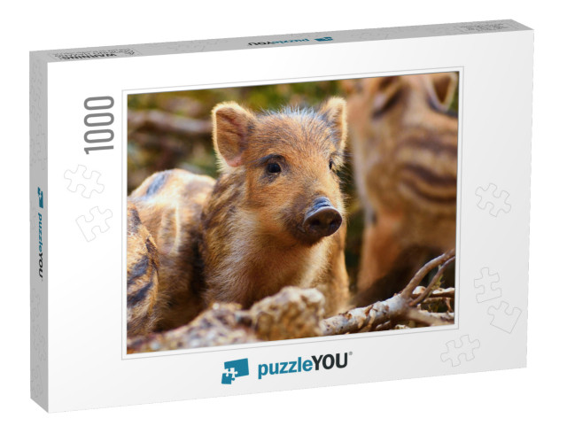 Beautiful Little Pigs Wild in Nature. Wild Boar. Animal i... Jigsaw Puzzle with 1000 pieces