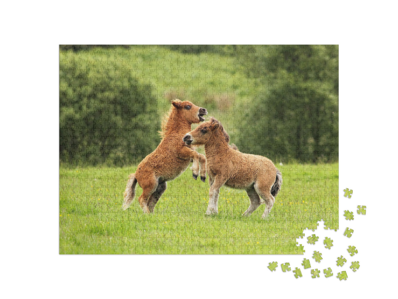 Two Small Brown Shetland Ponies Playing with Each Other... Jigsaw Puzzle with 1000 pieces