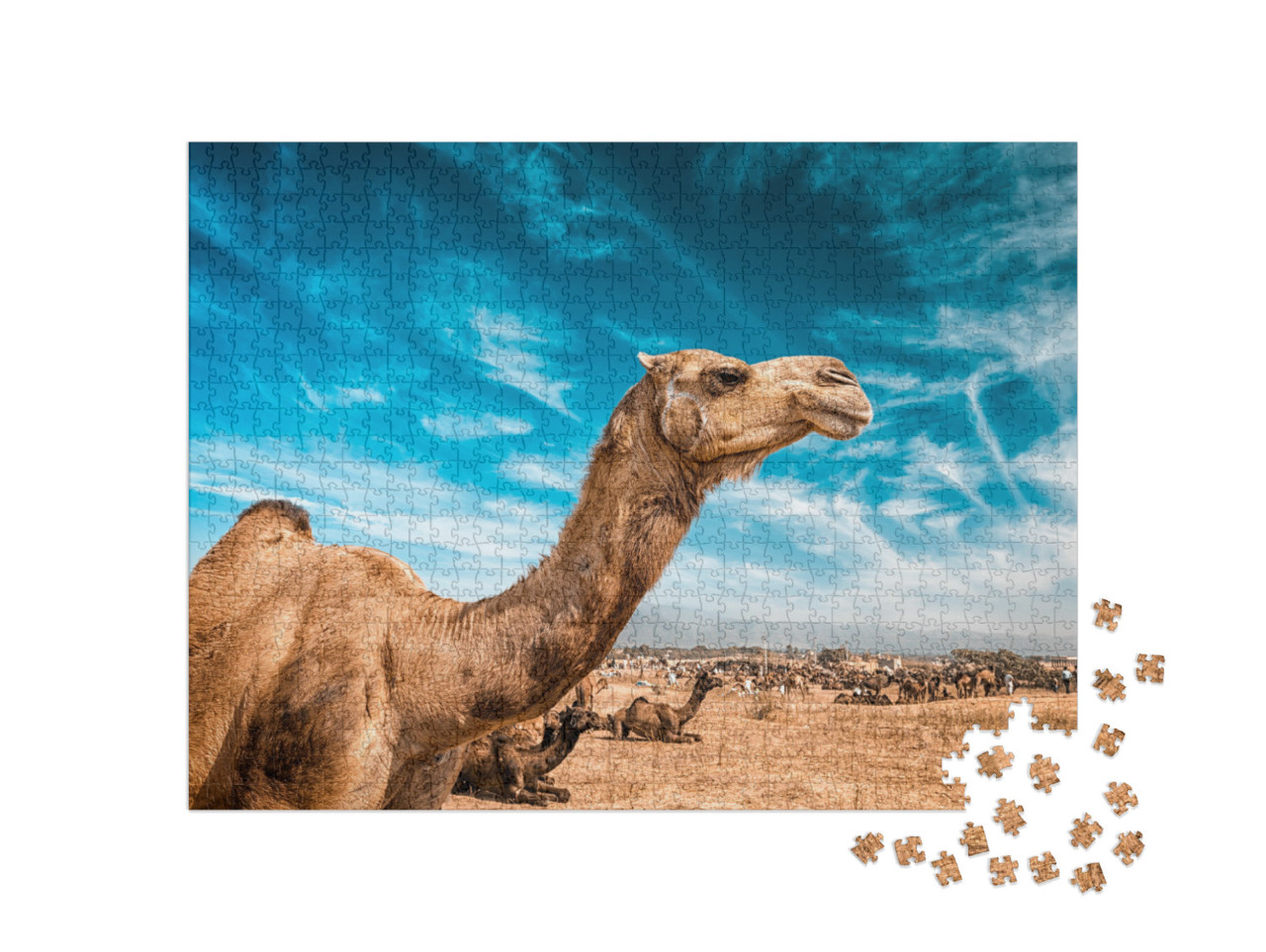 Camel At Pushkar Mela - Famous Annual Camel & Livestock F... Jigsaw Puzzle with 1000 pieces